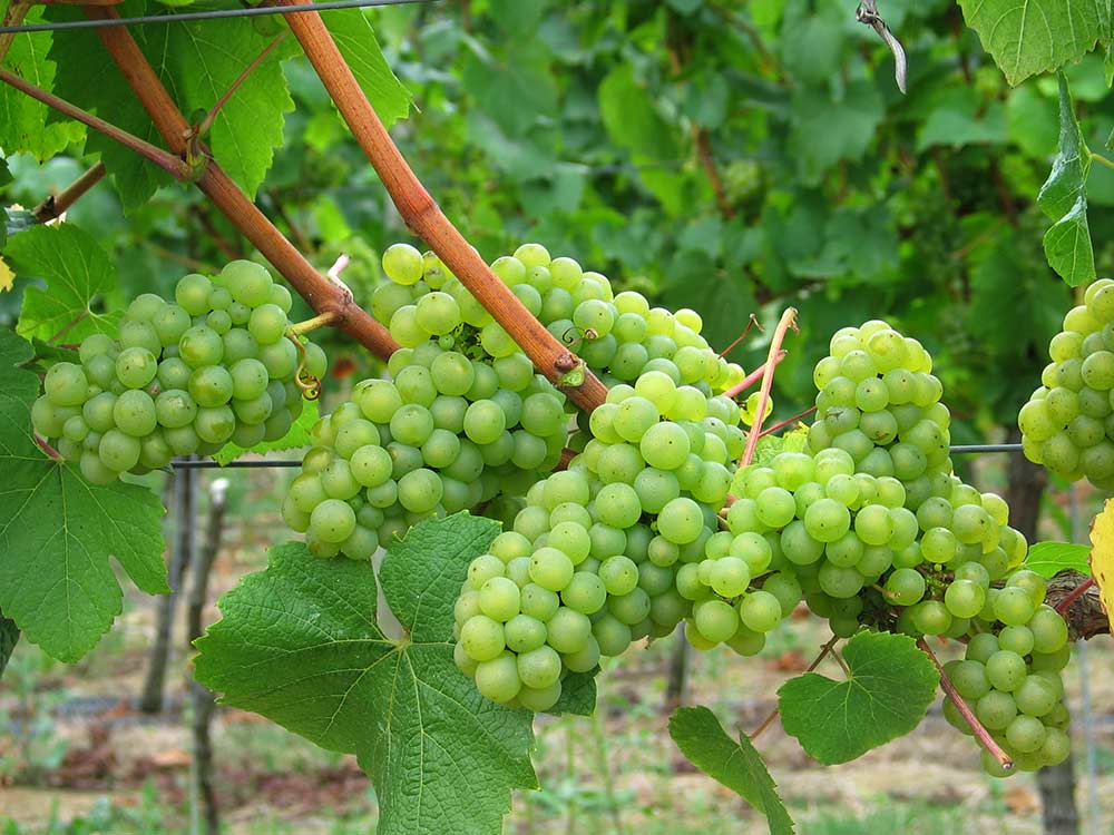 Ridgeview-wine-grapes